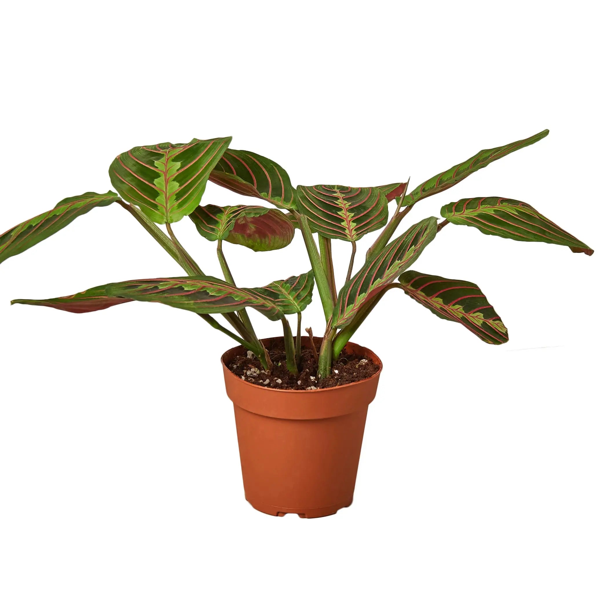Maranta Red Prayer House Plant Wholesale