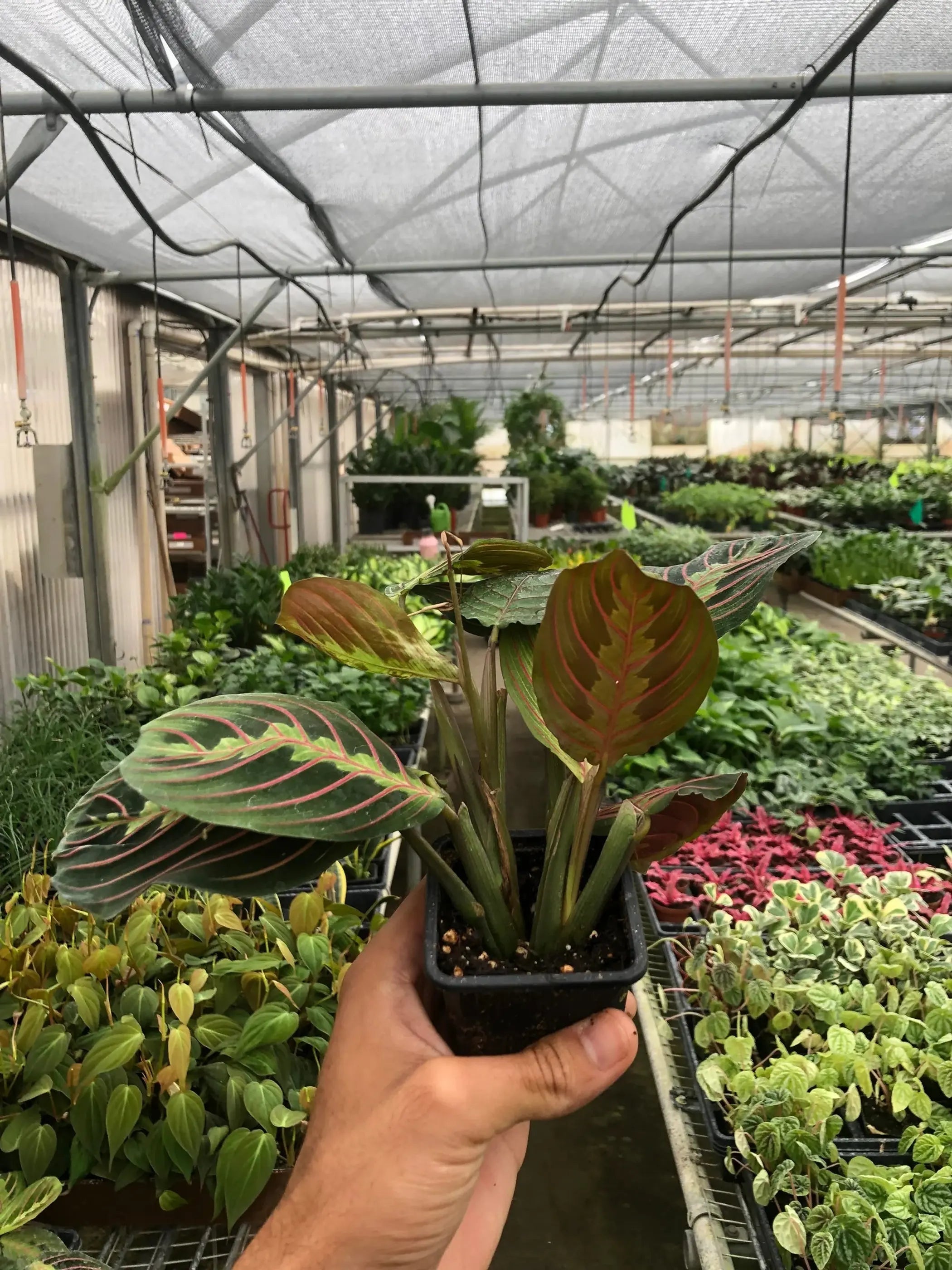 Maranta Red Prayer House Plant Wholesale