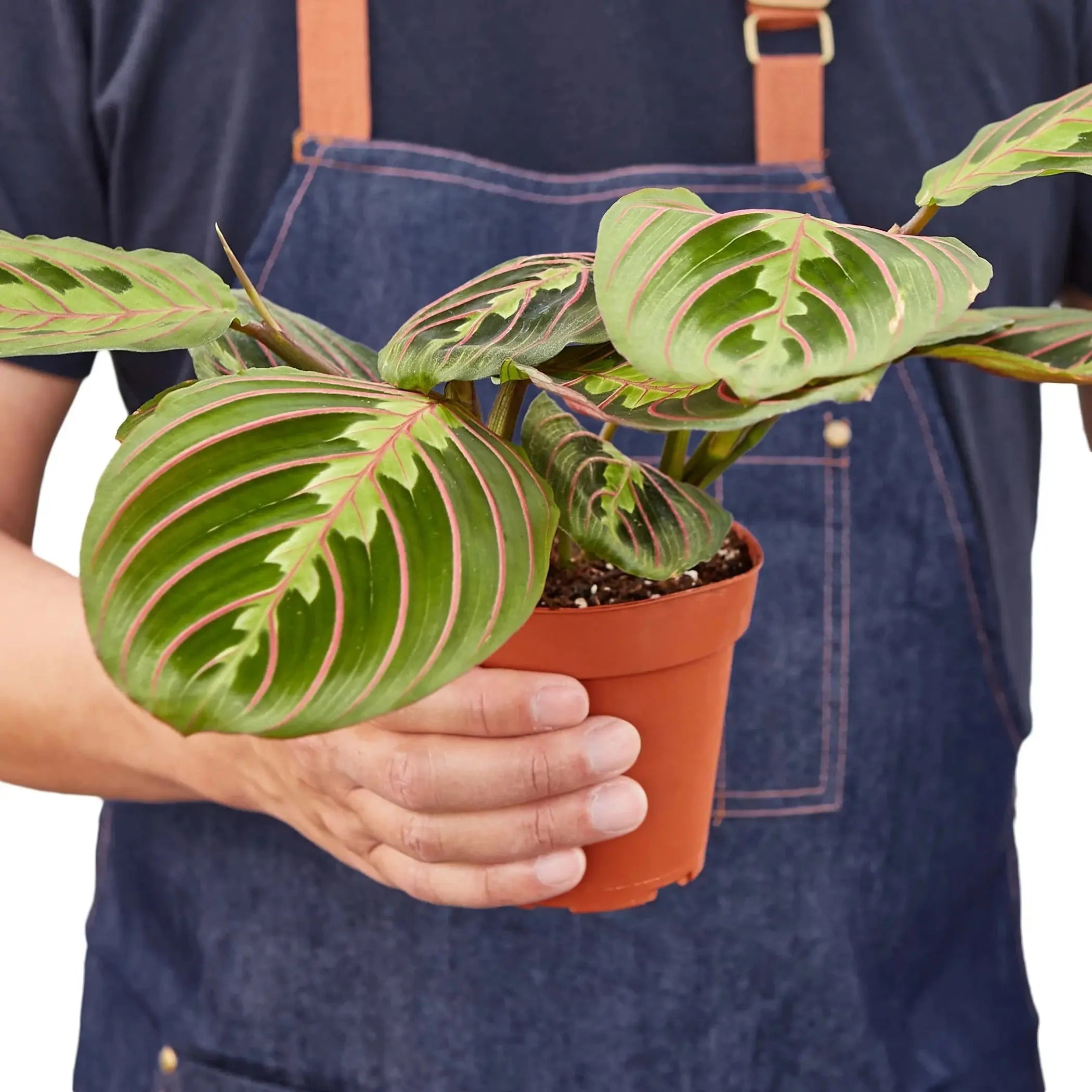Maranta Red Prayer House Plant Wholesale