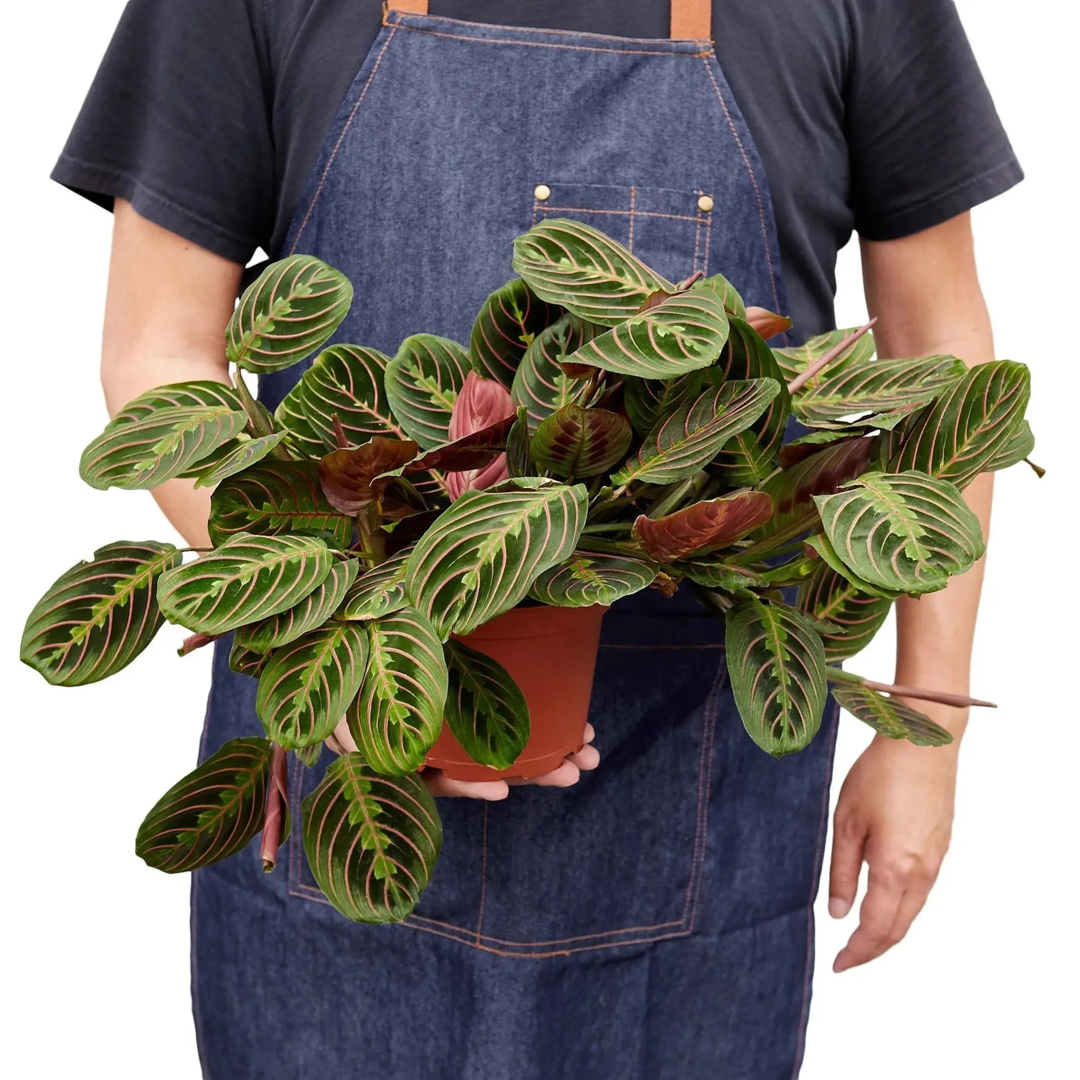 Maranta Red Prayer House Plant Wholesale