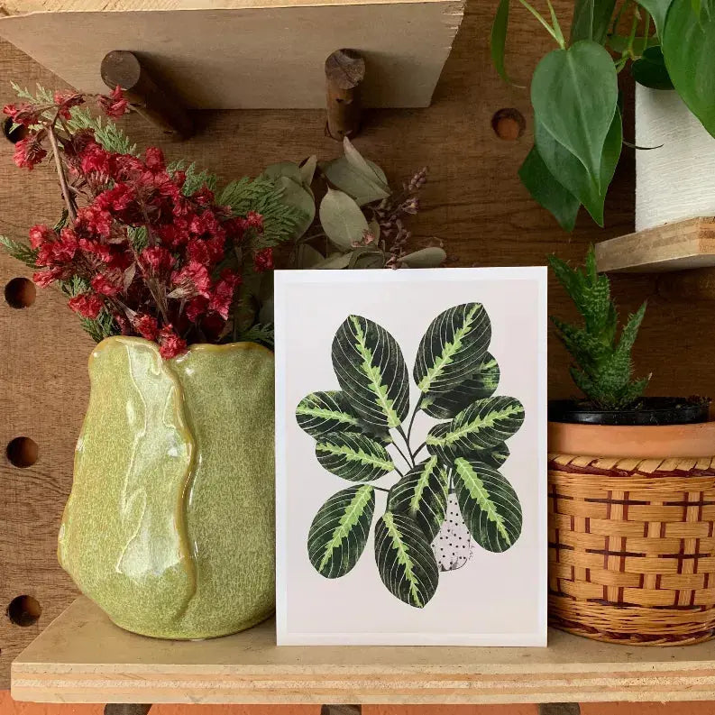 Maranta The Crafted Prints