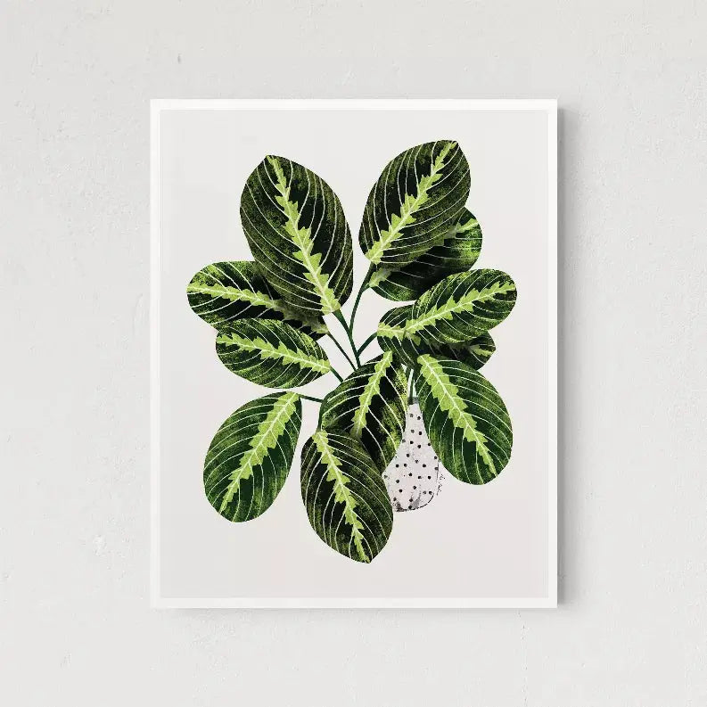 Maranta The Crafted Prints