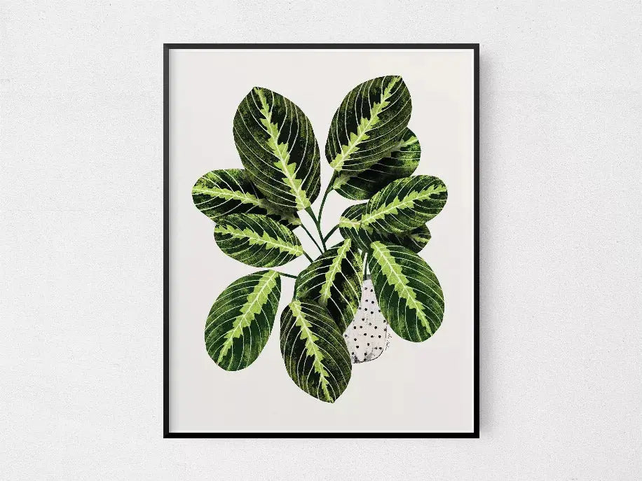 Maranta The Crafted Prints