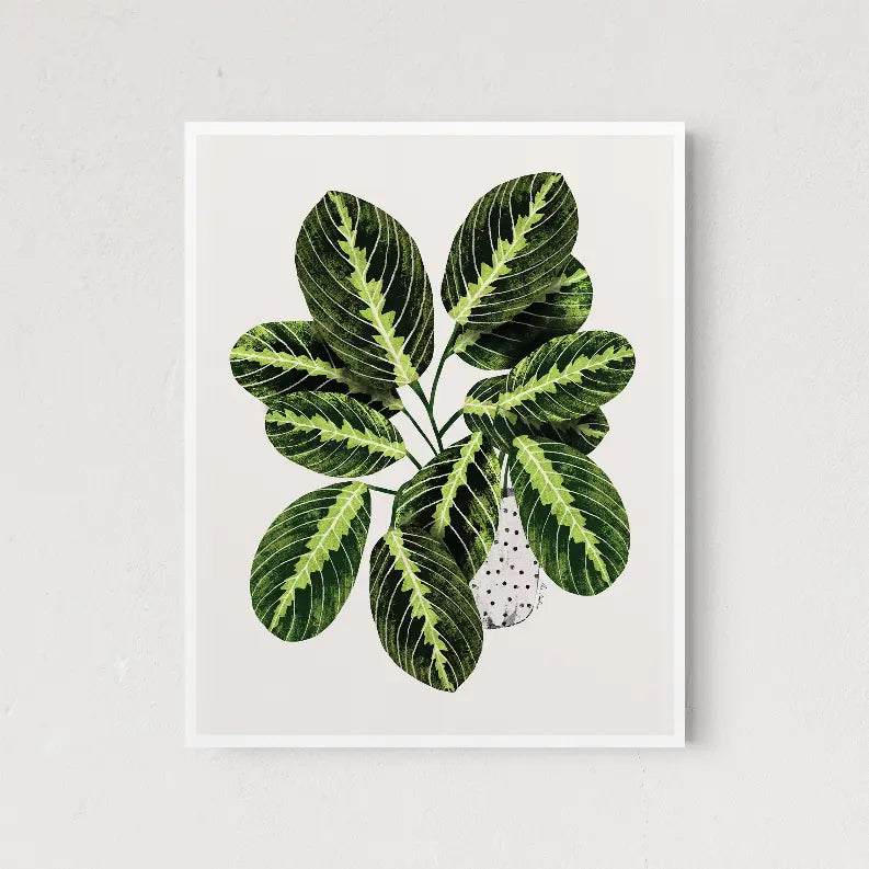 Maranta The Crafted Prints