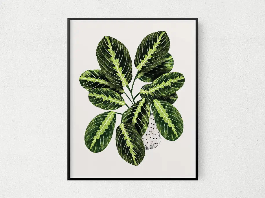 Maranta The Crafted Prints