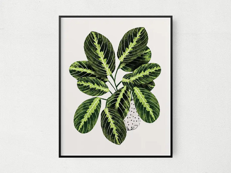 Maranta The Crafted Prints