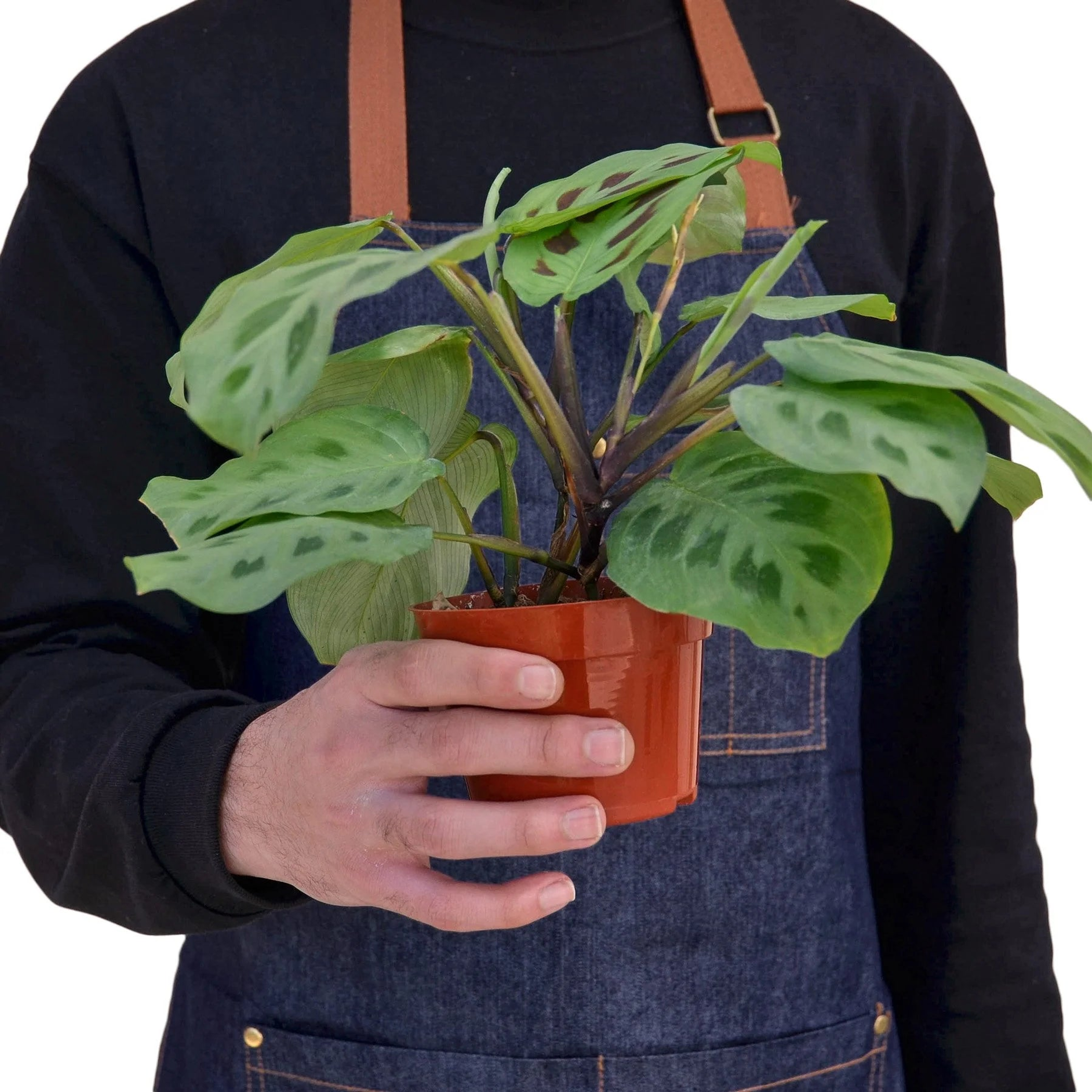 Maranta 'Leuconeura' House Plant Wholesale
