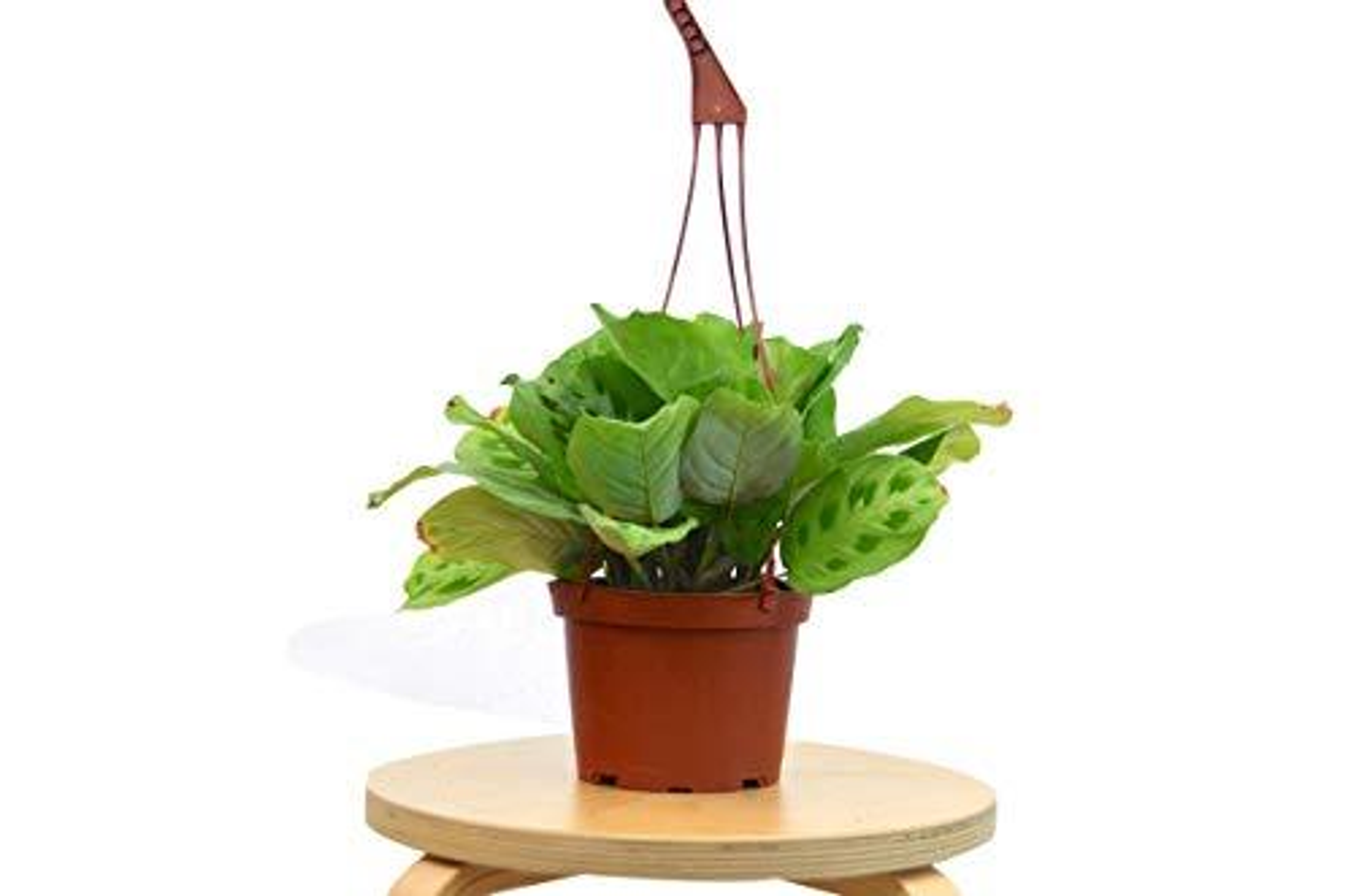 Maranta 'Leuconeura' House Plant Wholesale
