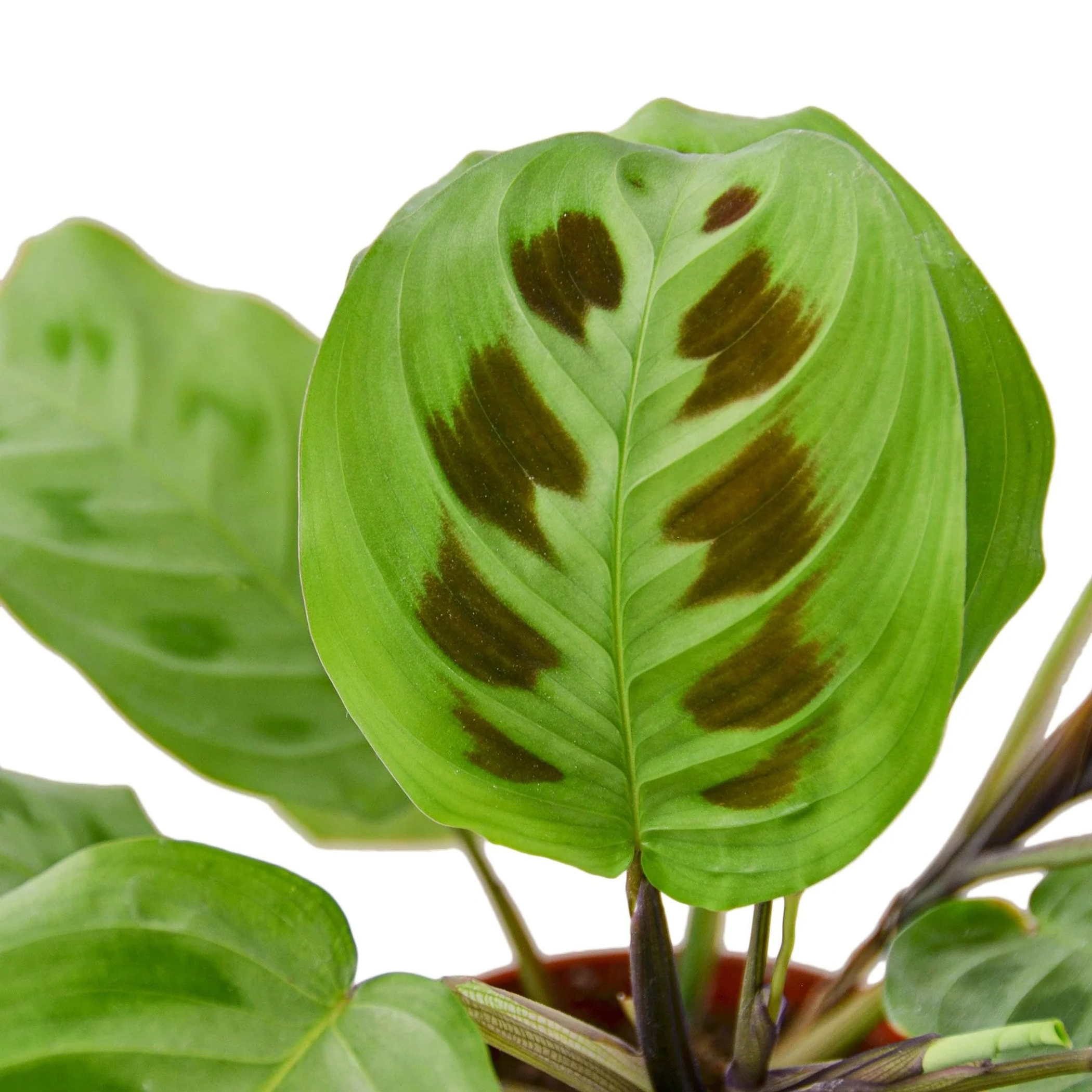 Maranta 'Leuconeura' House Plant Wholesale