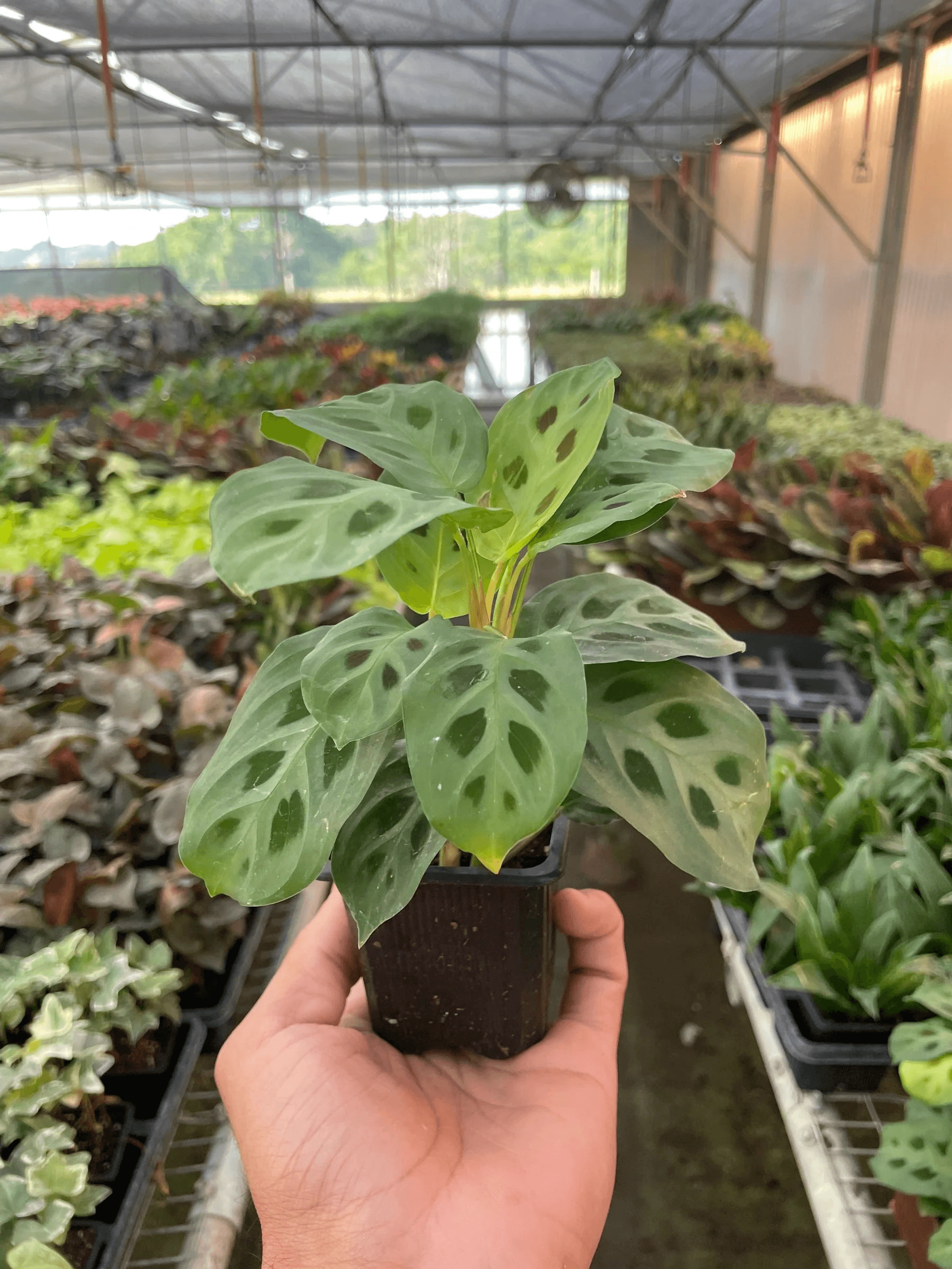 Maranta 'Leuconeura' House Plant Wholesale