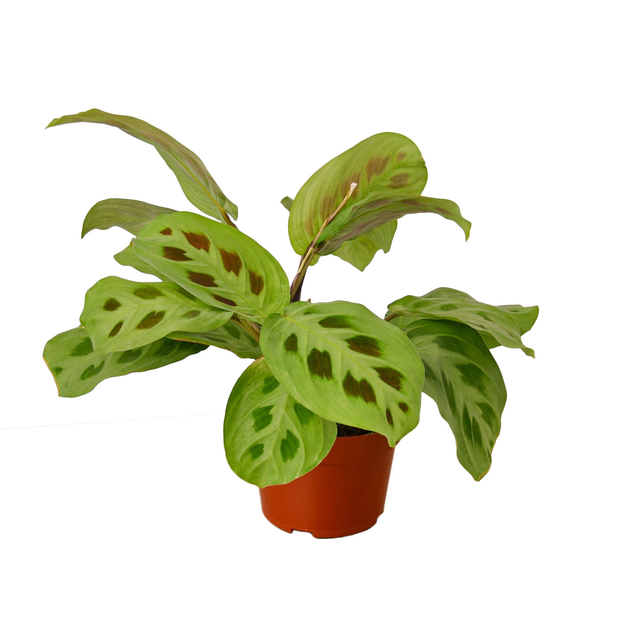 Maranta 'Leuconeura' House Plant Wholesale
