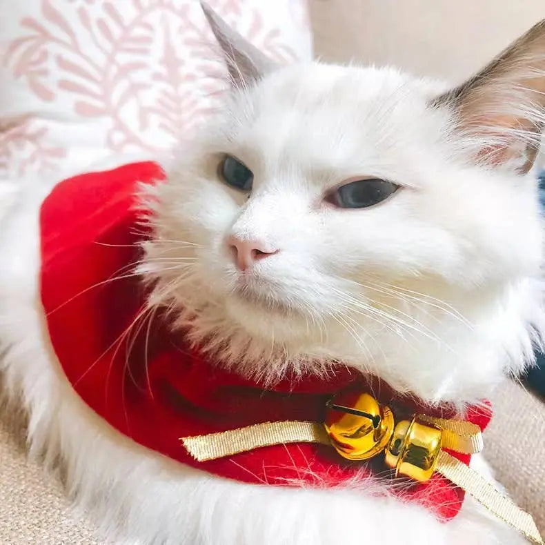 Merry Christmas Pets Beautiful Clothes Pawsome Pet