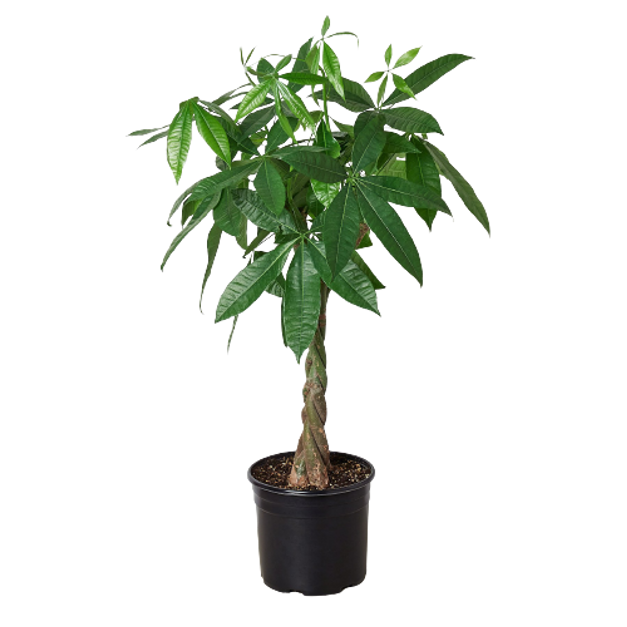 Money Tree 'Guiana Chestnut' Pachira Braid - 10" Pot House Plant Dropship