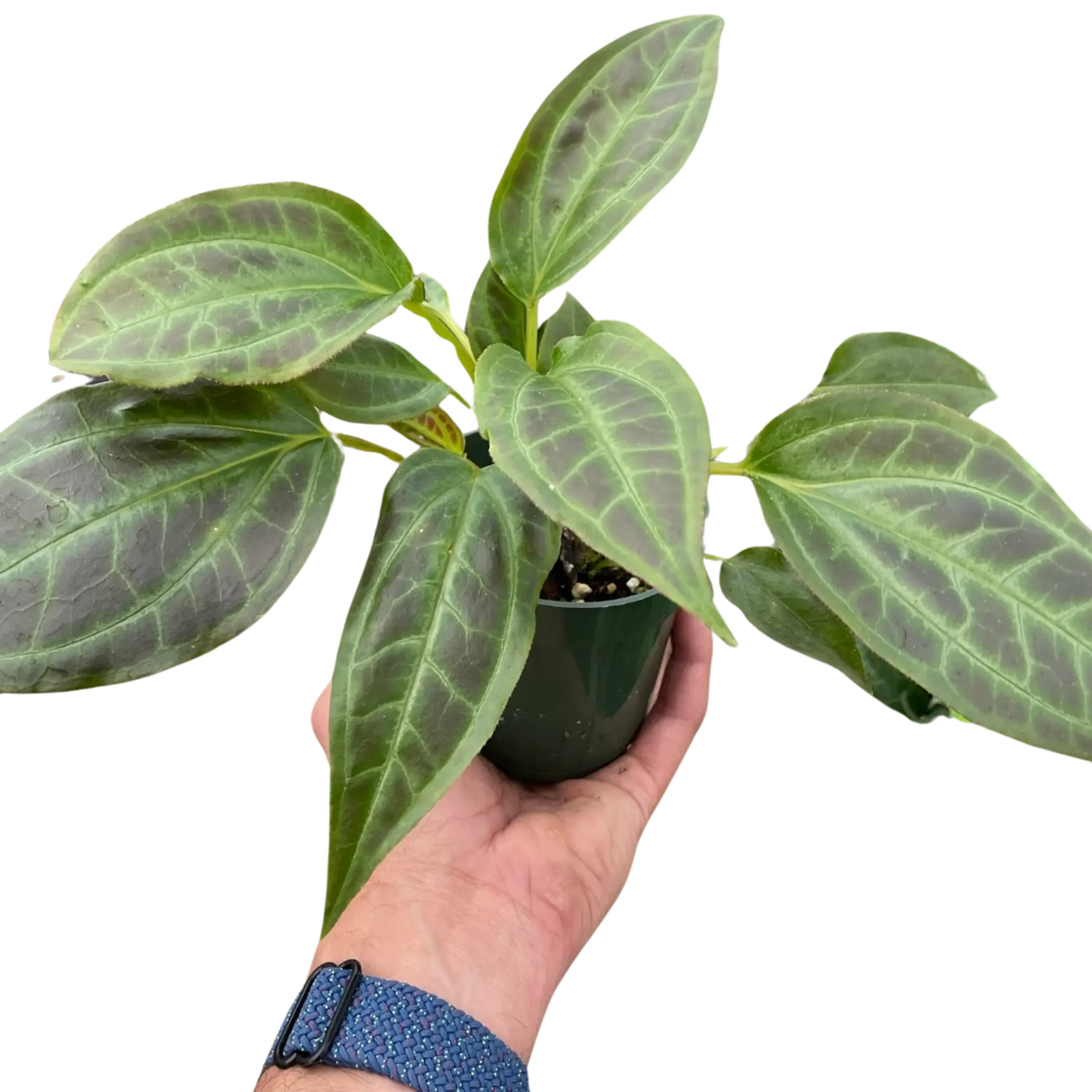 Monolena 'Primuliflora' House Plant Wholesale