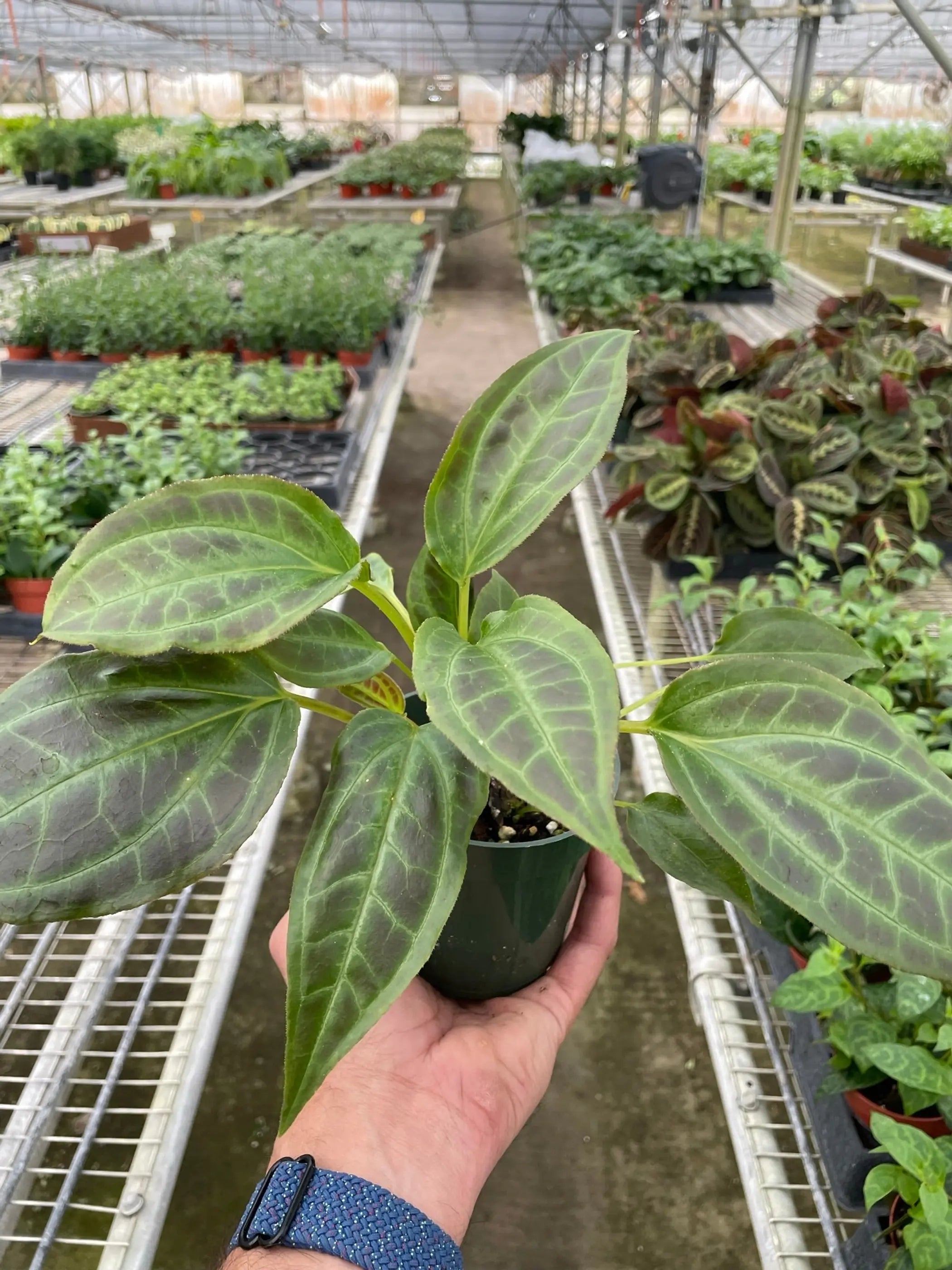 Monolena 'Primuliflora' House Plant Wholesale