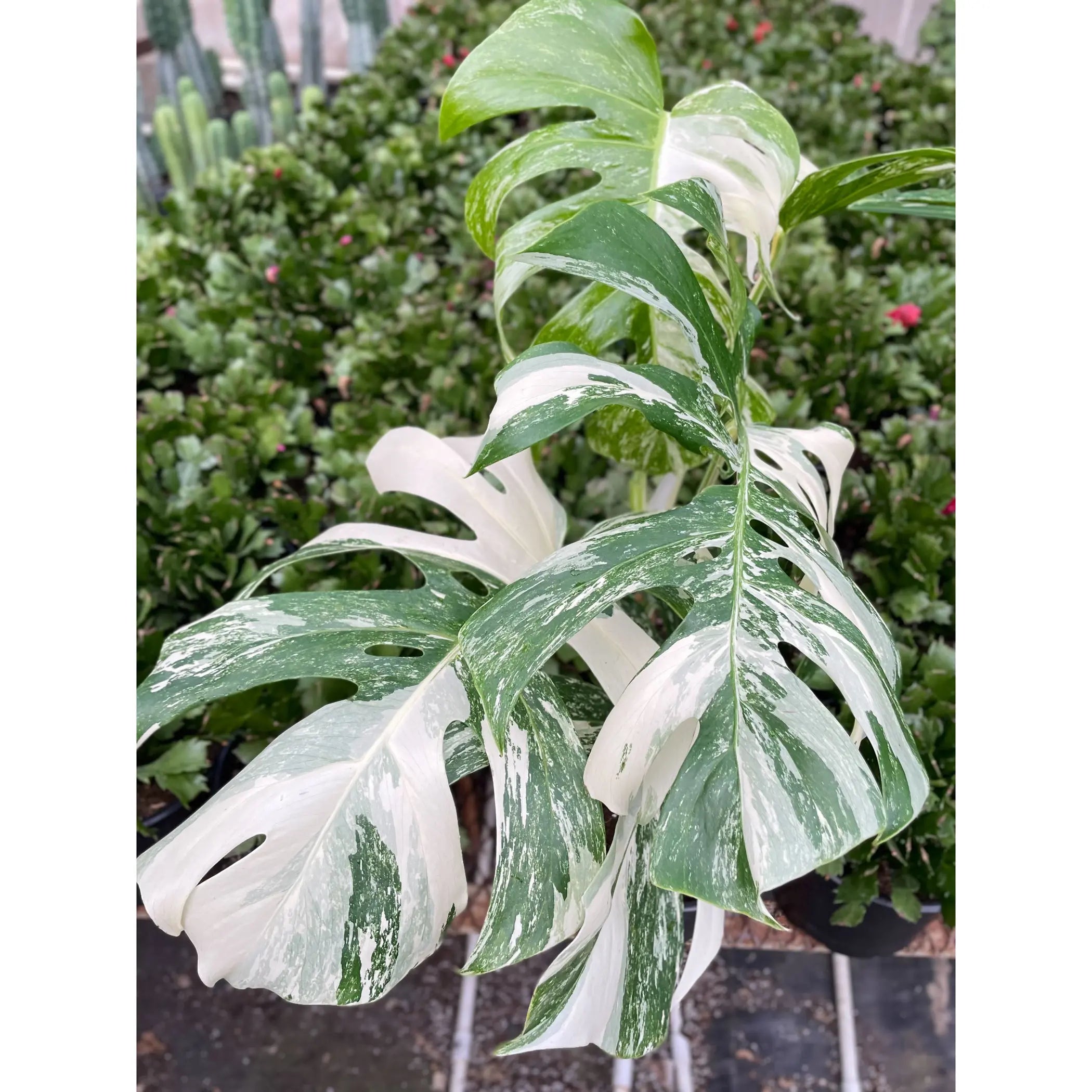 Monstera 'Albo Borsigiana Variegated' House Plant Wholesale