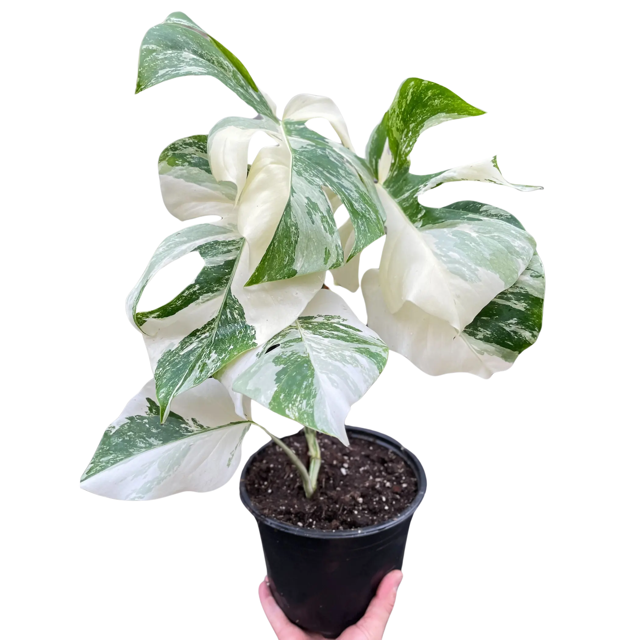Monstera 'Albo Borsigiana Variegated' House Plant Wholesale