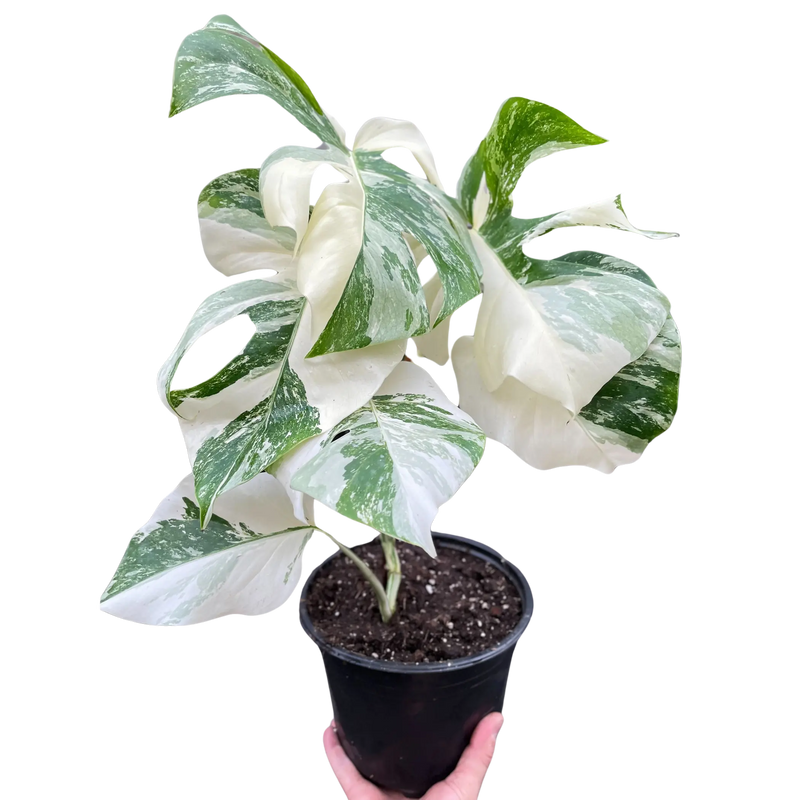 Monstera 'Albo Borsigiana Variegated' House Plant Wholesale