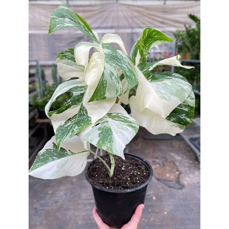 Monstera 'Albo Borsigiana Variegated' House Plant Wholesale