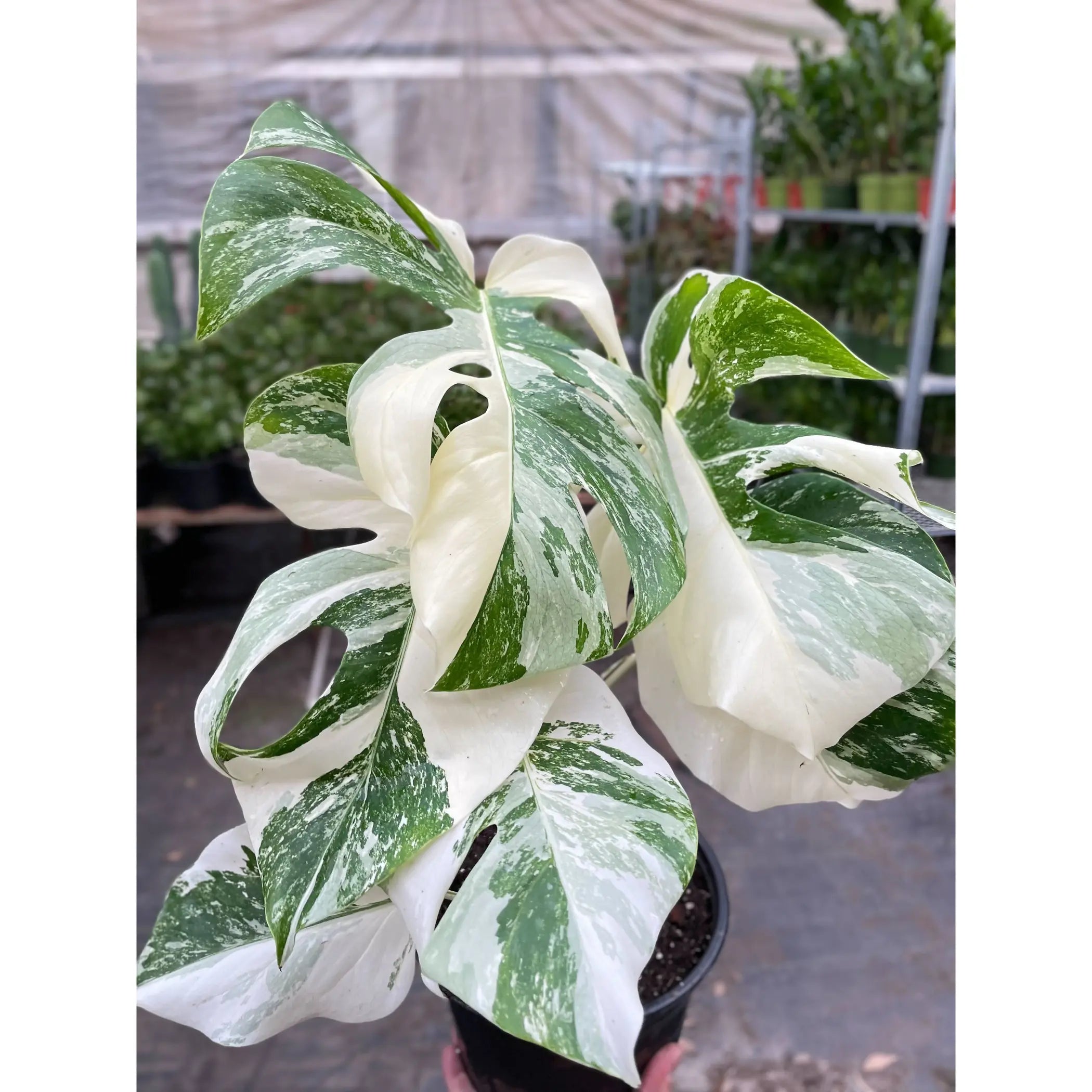 Monstera 'Albo Borsigiana Variegated' House Plant Wholesale