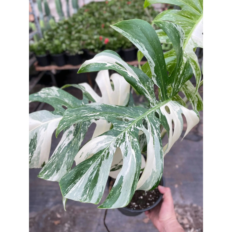 Monstera 'Albo Borsigiana Variegated' House Plant Wholesale