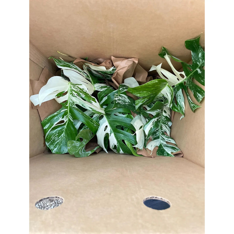 Monstera 'Albo Borsigiana Variegated' House Plant Wholesale