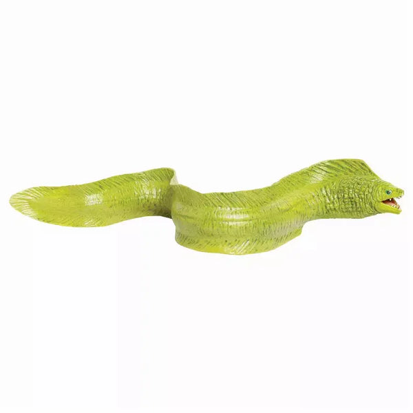 Moray Eel Safari LTD