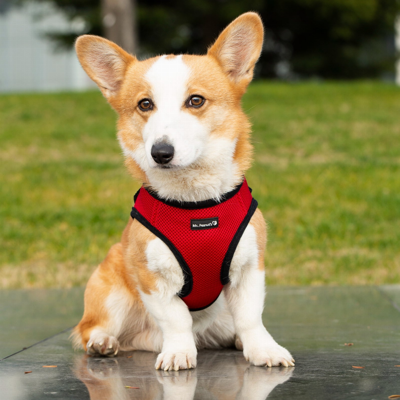 Mr. Peanut's PupTrek Small Dog/Cat Soft Mesh Step In Harness Vest Mr. Peanut's Premium Products