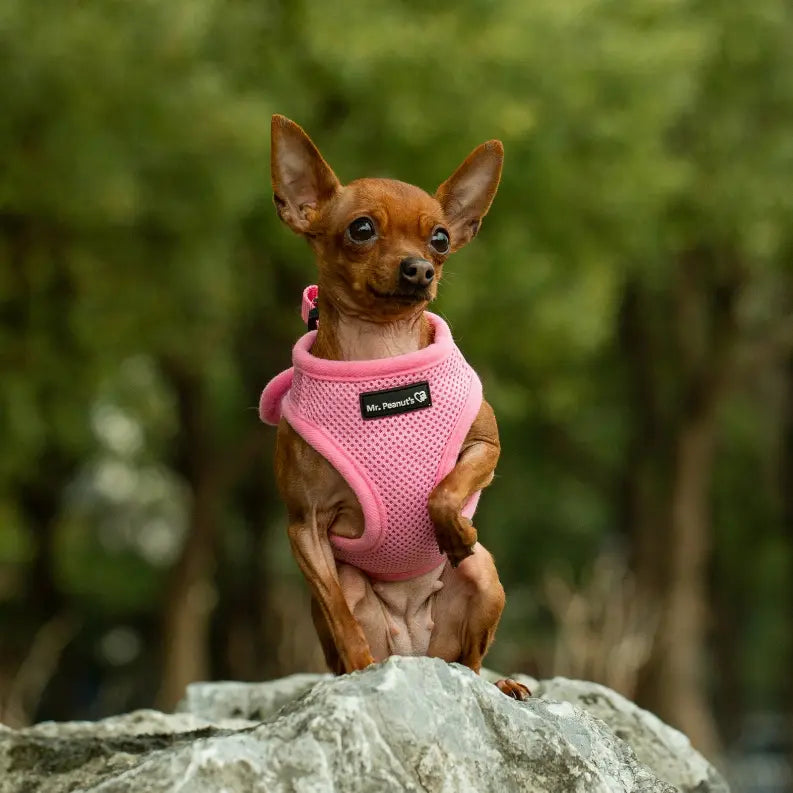 Mr. Peanut's PupTrek Small Dog/Cat Soft Mesh Step In Harness Vest Mr. Peanut's Premium Products