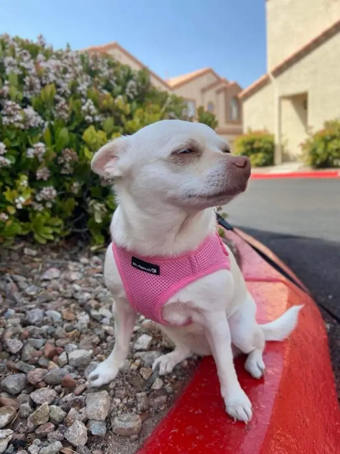 Mr. Peanut's PupTrek Small Dog/Cat Soft Mesh Step In Harness Vest Mr. Peanut's Premium Products