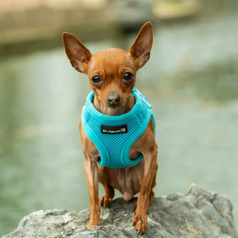 Mr. Peanut's PupTrek Small Dog/Cat Soft Mesh Step In Harness Vest Mr. Peanut's Premium Products
