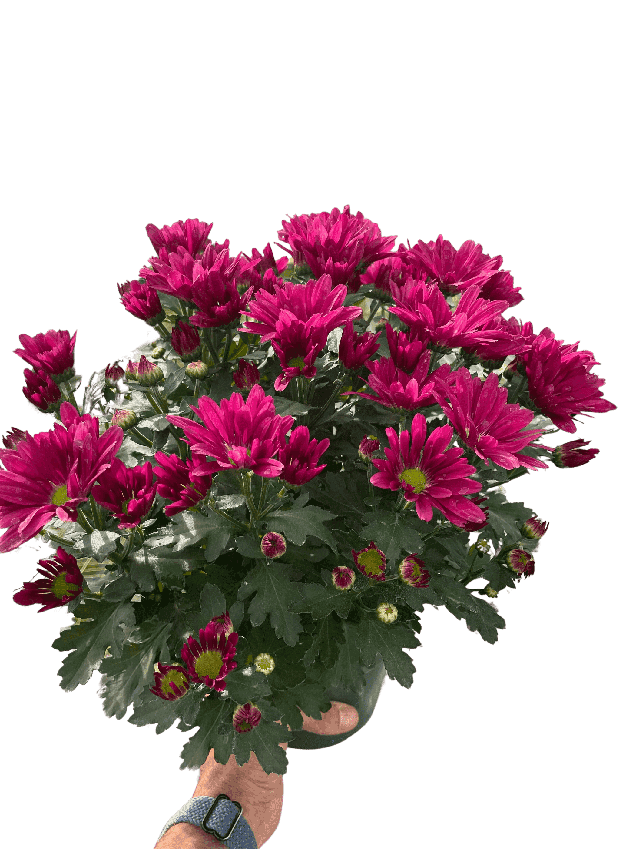 Mums (Chrysanthemum) House Plant Wholesale