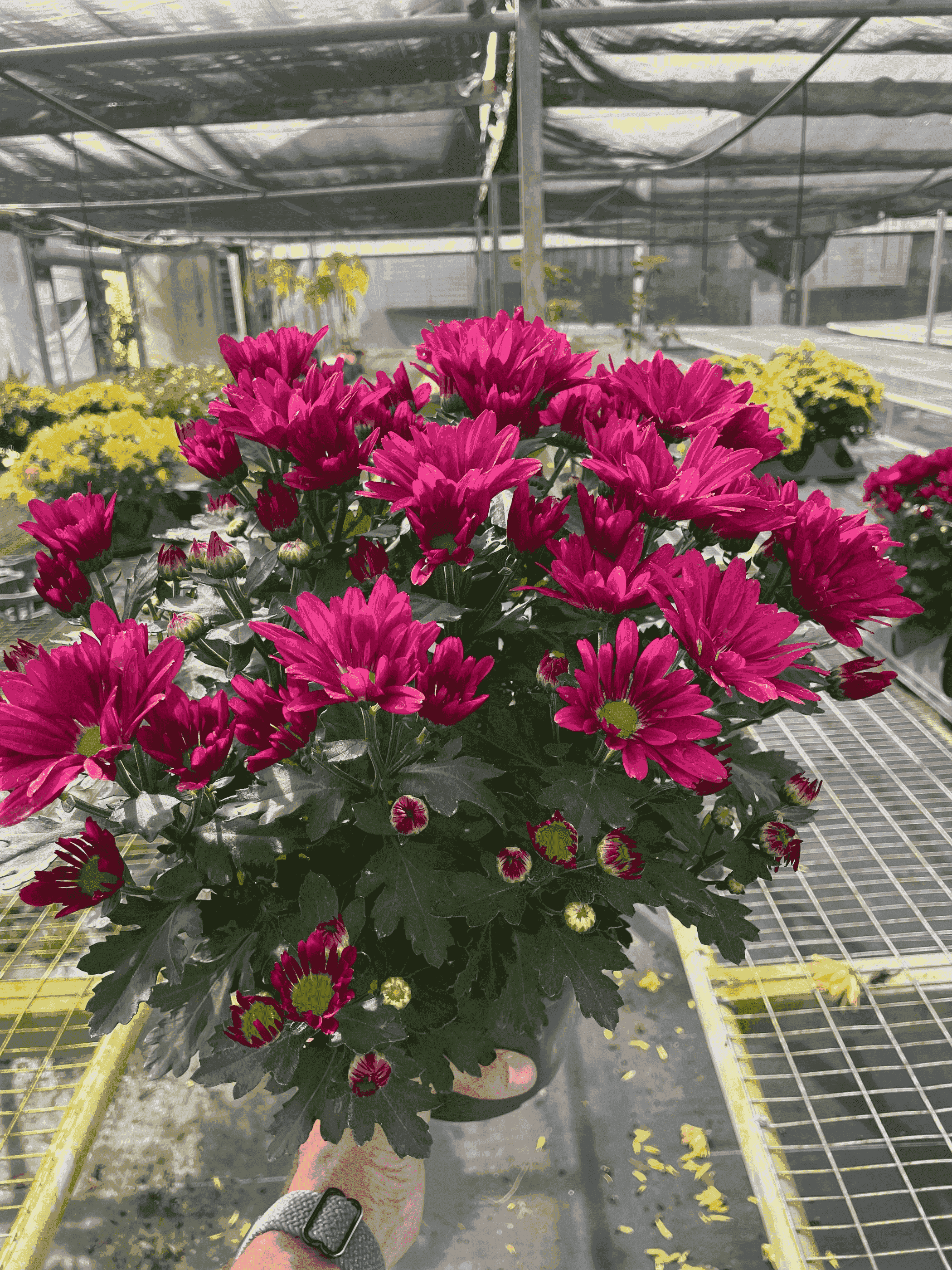 Mums (Chrysanthemum) House Plant Wholesale