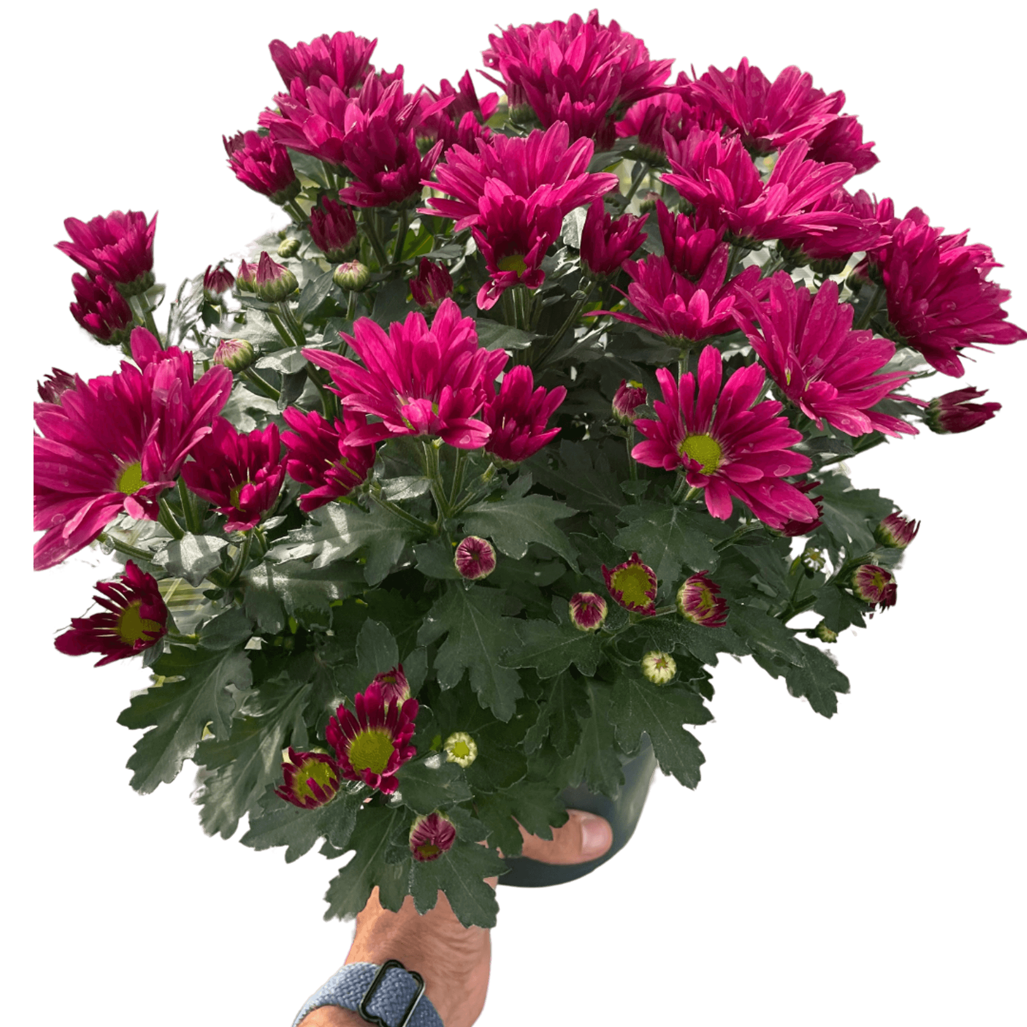 Mums (Chrysanthemum) House Plant Wholesale