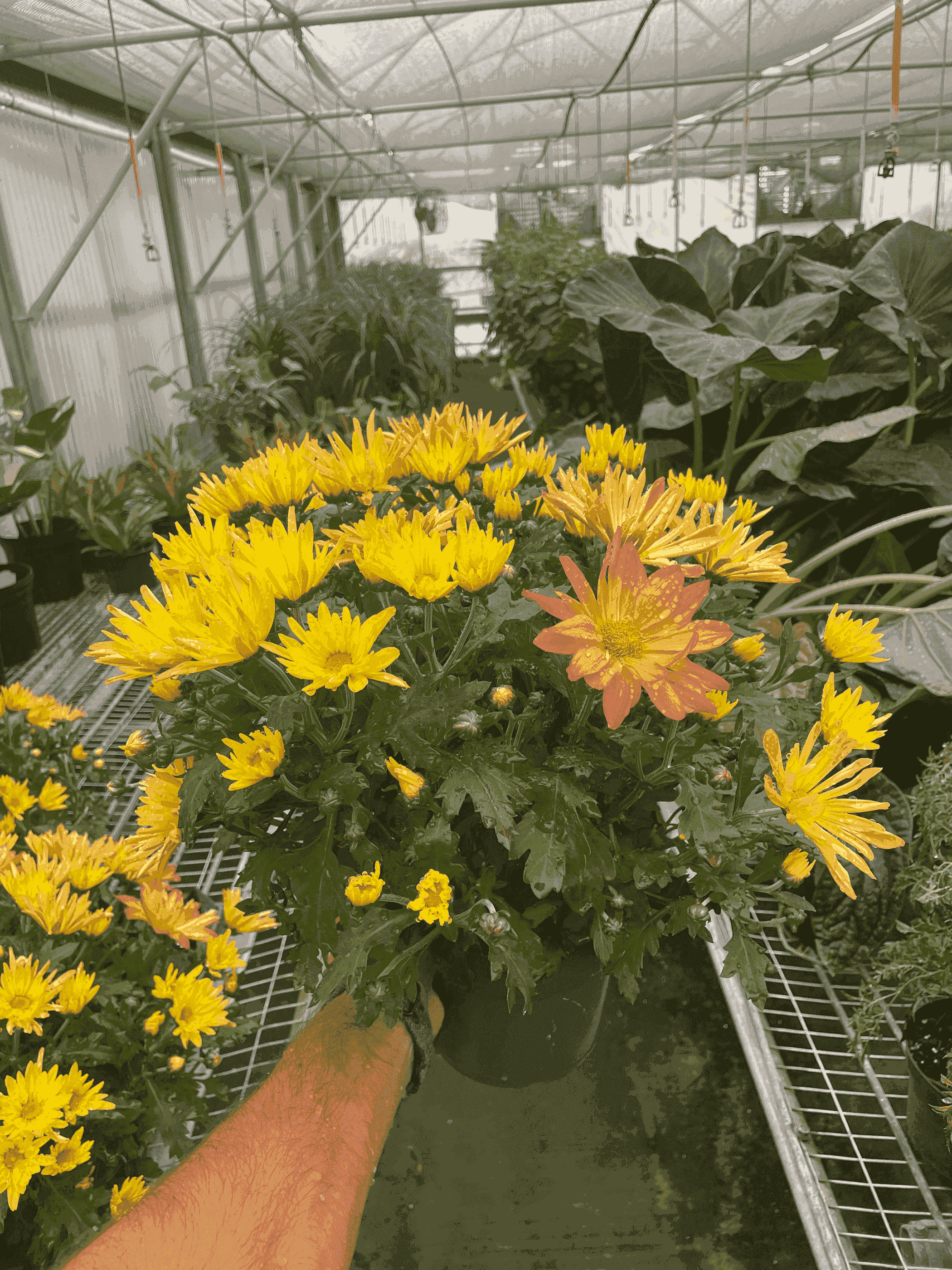Mums (Chrysanthemum) House Plant Wholesale
