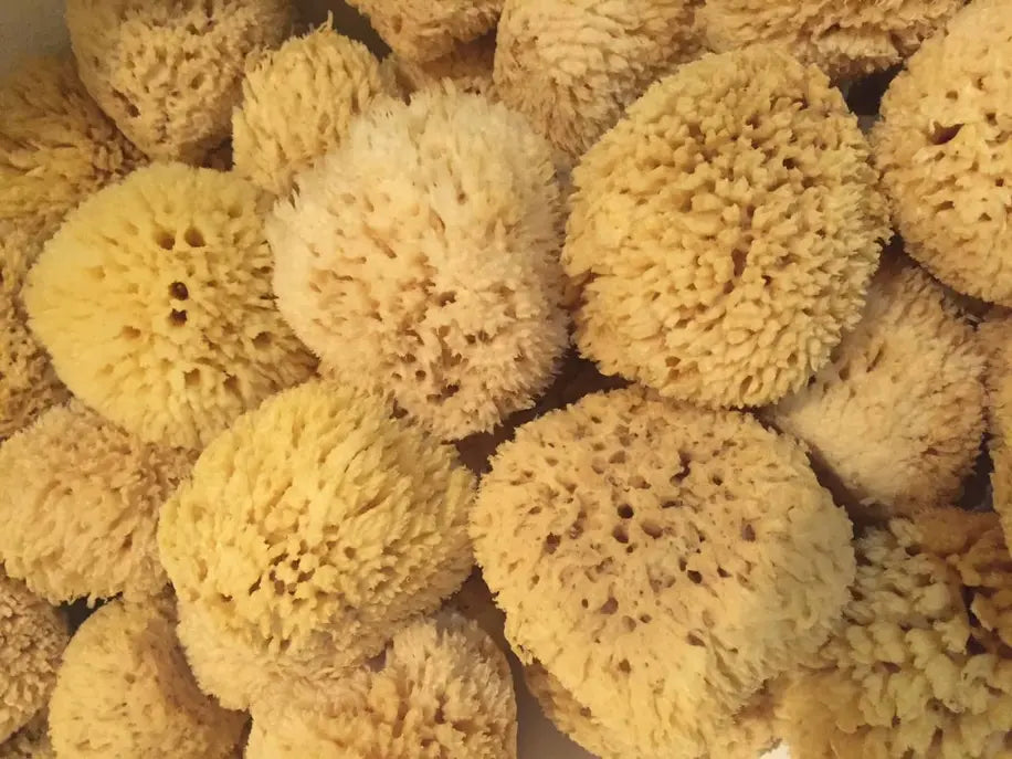 Natural Sea Wool Sponge Grecian Soap