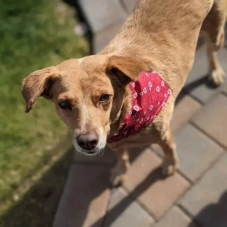 Over-The-Collar Dog Bandana That's Sew LambMa