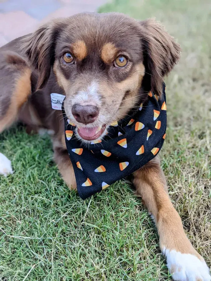 Over-The-Collar Dog Bandana That's Sew LambMa