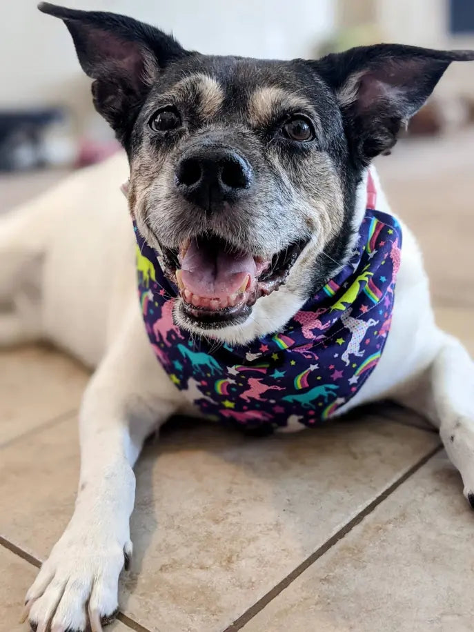 Over-The-Collar Dog Bandana That's Sew LambMa