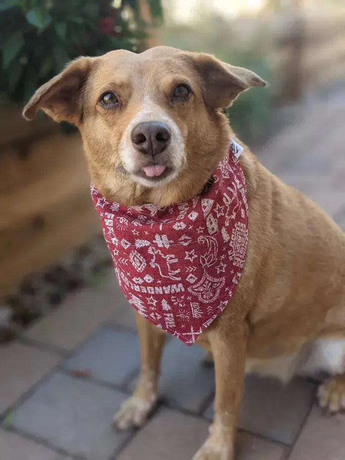 Over-The-Collar Dog Bandana That's Sew LambMa
