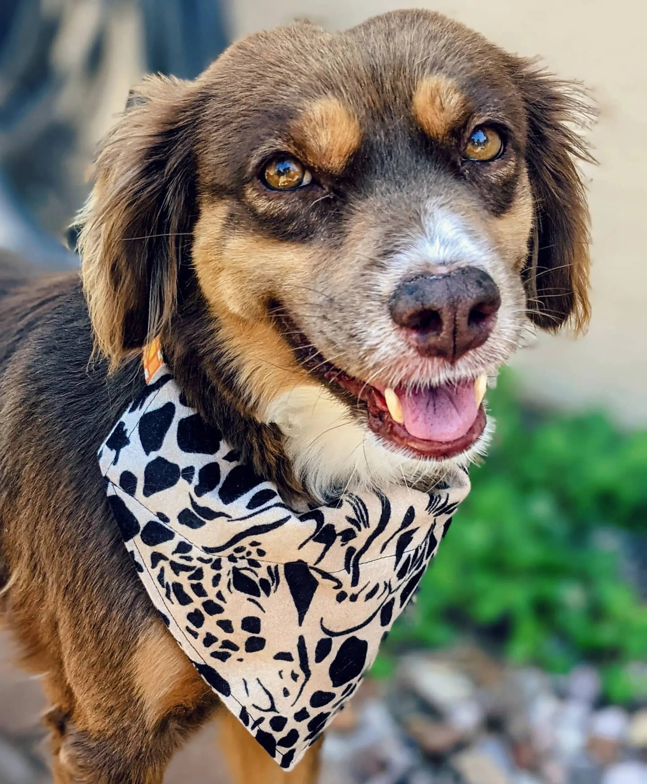 Over-The-Collar Dog Bandana That's Sew LambMa