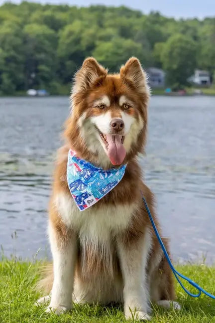 Painted Peaks Dog Bandana & Matching Keychain Aria the Fox