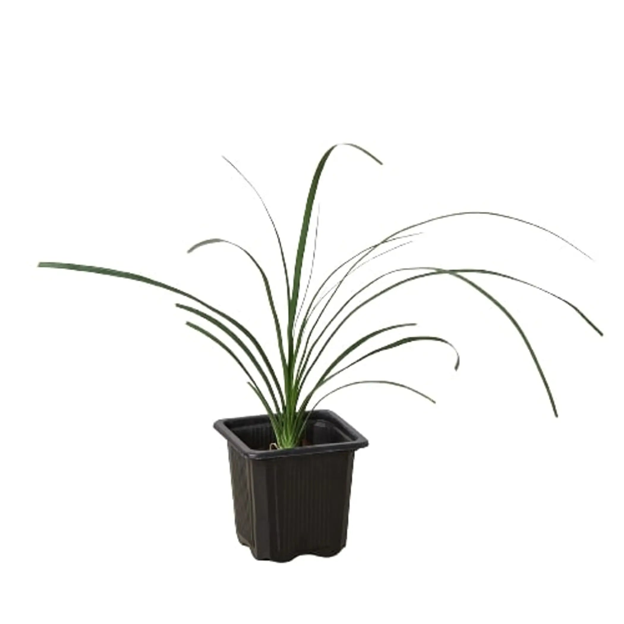 Palm Ponytail House Plant Wholesale