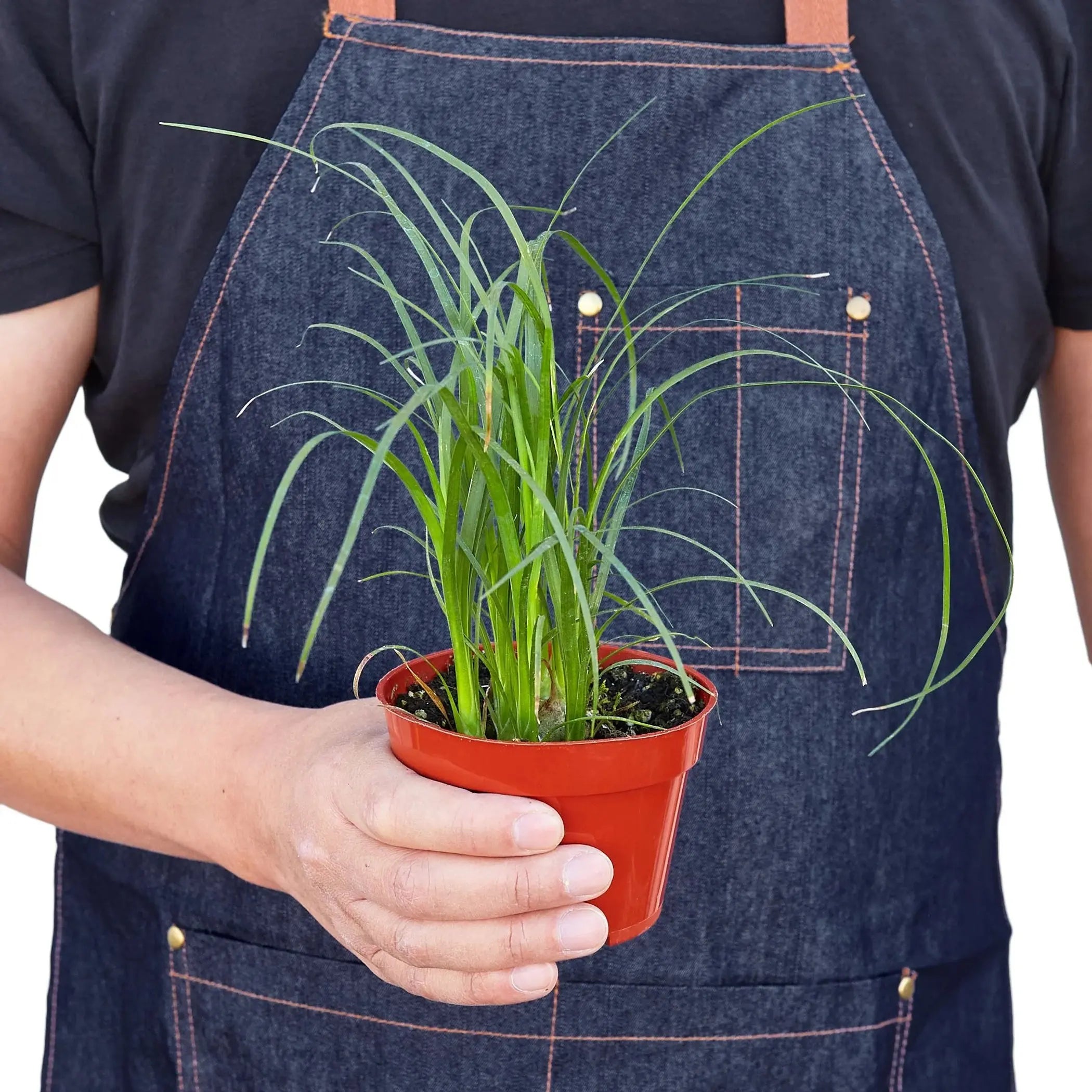 Palm Ponytail House Plant Wholesale