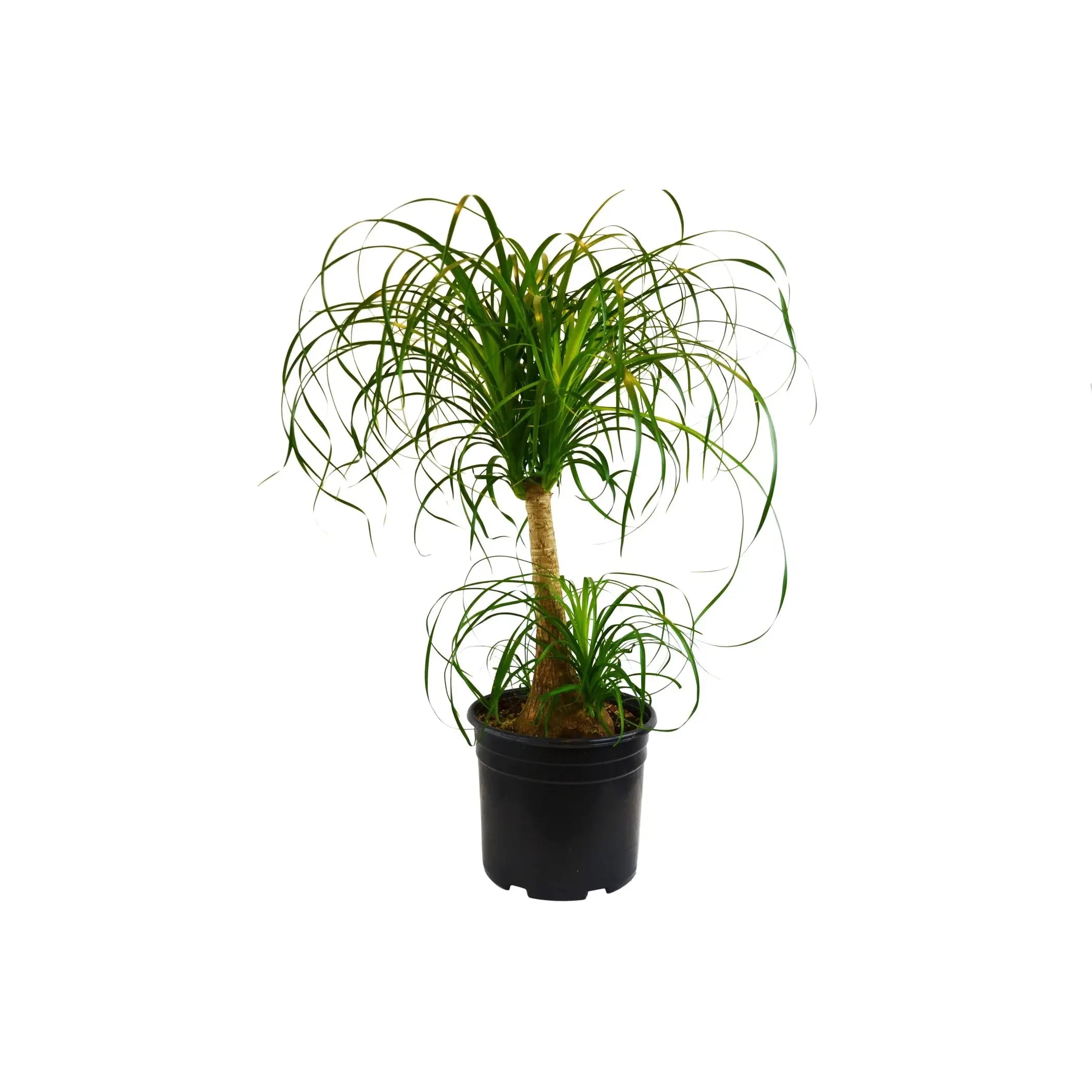Palm Ponytail House Plant Wholesale