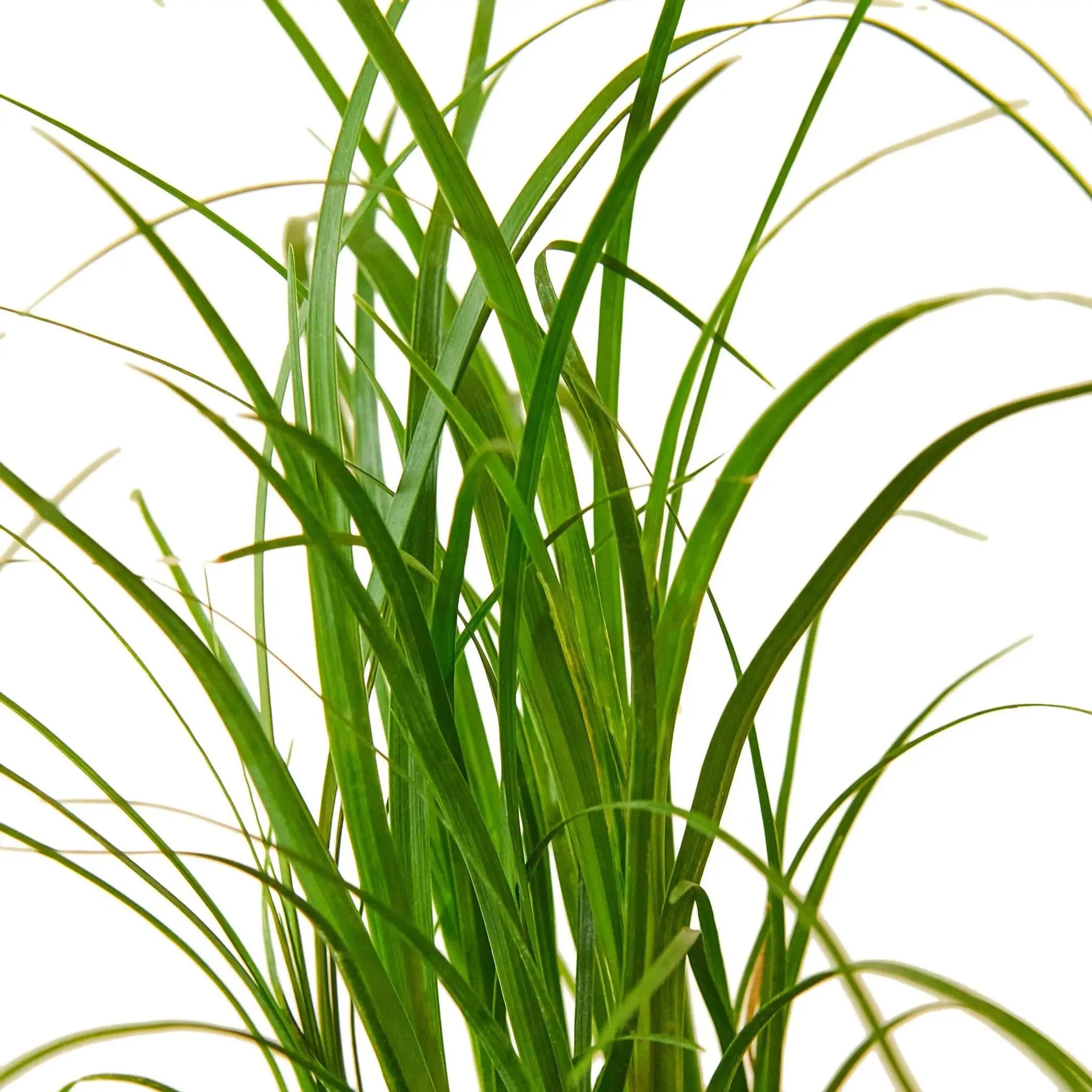 Palm Ponytail House Plant Wholesale