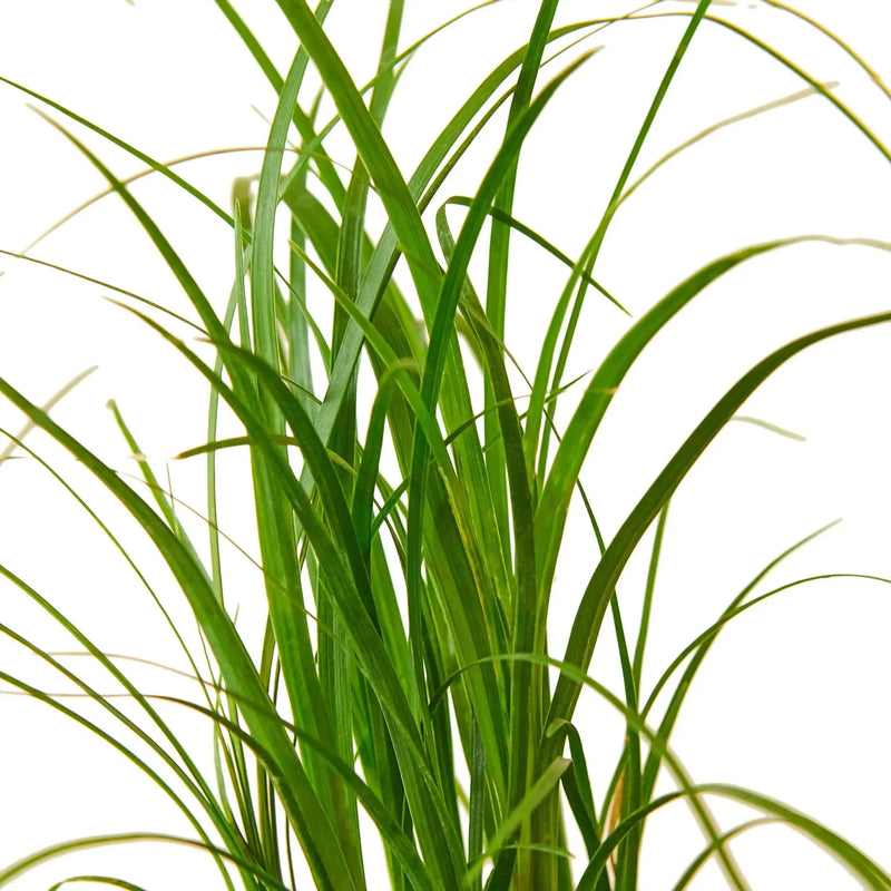 Palm Ponytail House Plant Wholesale