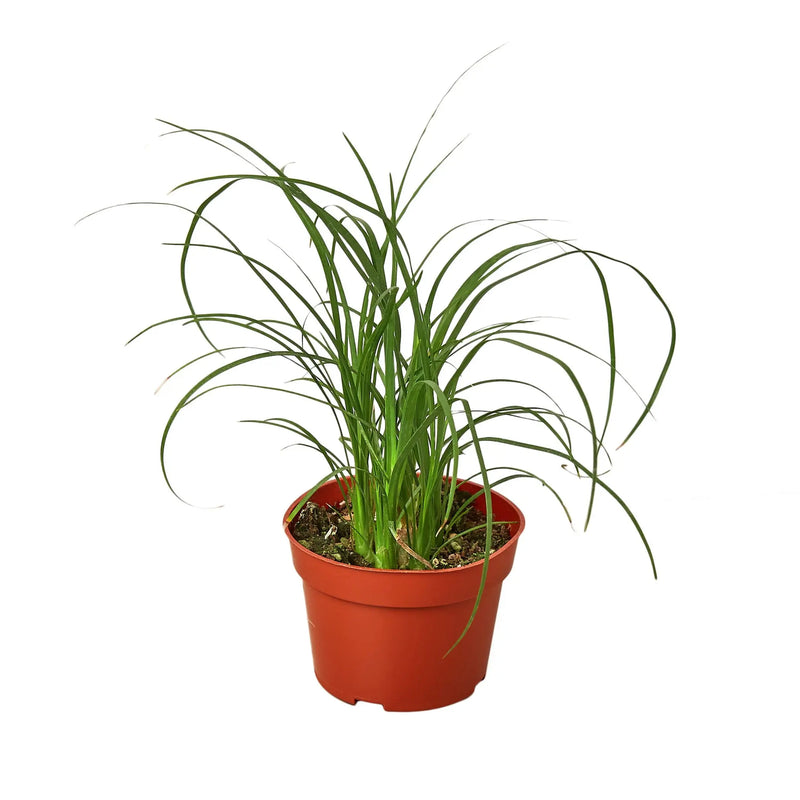 Palm Ponytail House Plant Wholesale
