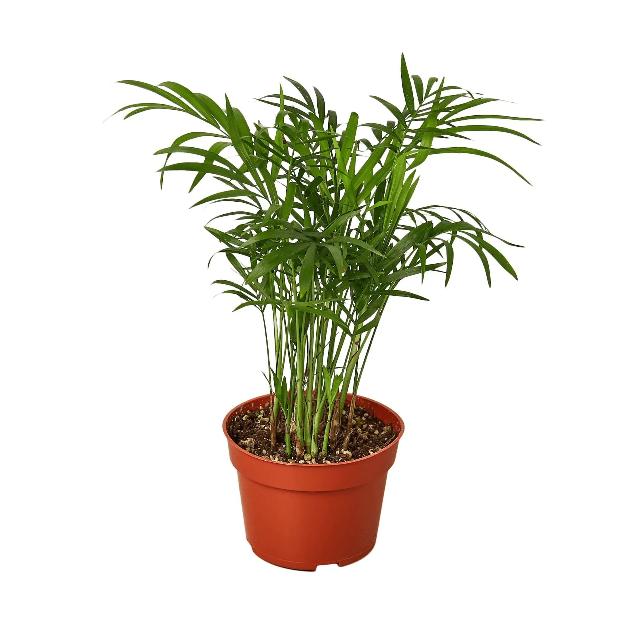 Parlor Palm House Plant Wholesale