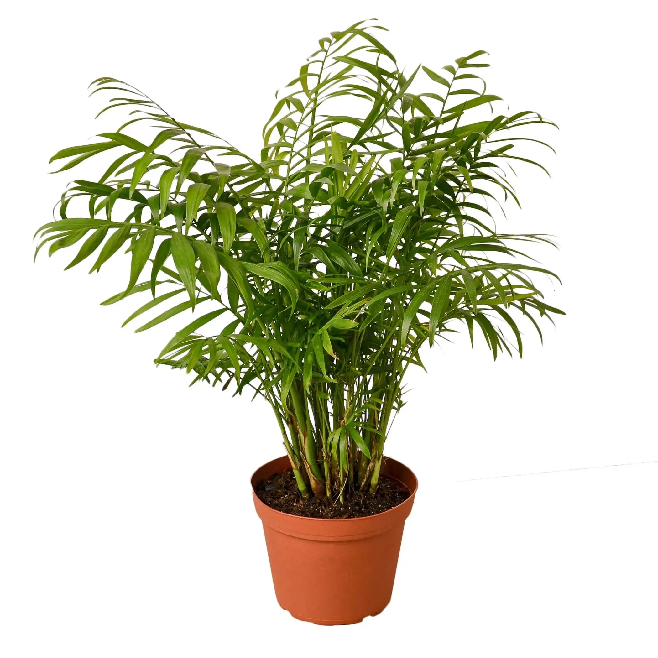Parlor Palm House Plant Wholesale